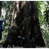 Urwaldriese im Dschungel von La Fortuna - Costa Rica