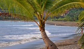 Palme am Pazifik-Strand Costa Rica