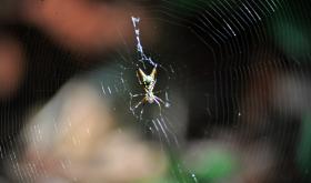 Spinne in einem der Nationalparks von Costa Rica