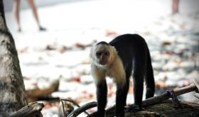 Freilebender Affen in einem der Nationalparks von Costa Rica