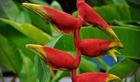 Exotische Pflanzen in Costa Rica