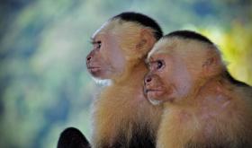 Freilebende Affen in einem der Nationalparks von Costa Rica