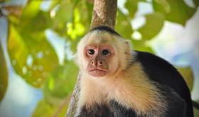 Freilebender Affe in einem der Nationalparks von Costa Rica