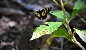 Schmetterling in einem der Nationalparks von Costa Rica