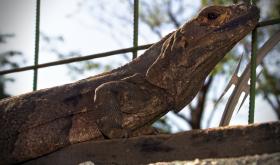 Freilebender Iguana in Playa del Coco