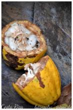 Frische Kakaofrucht in Costa Rica, Cahuita - Cacao Trails