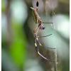 'Hilo de Oro' Spinne im Nationalpark Cahuita - Costa Rica